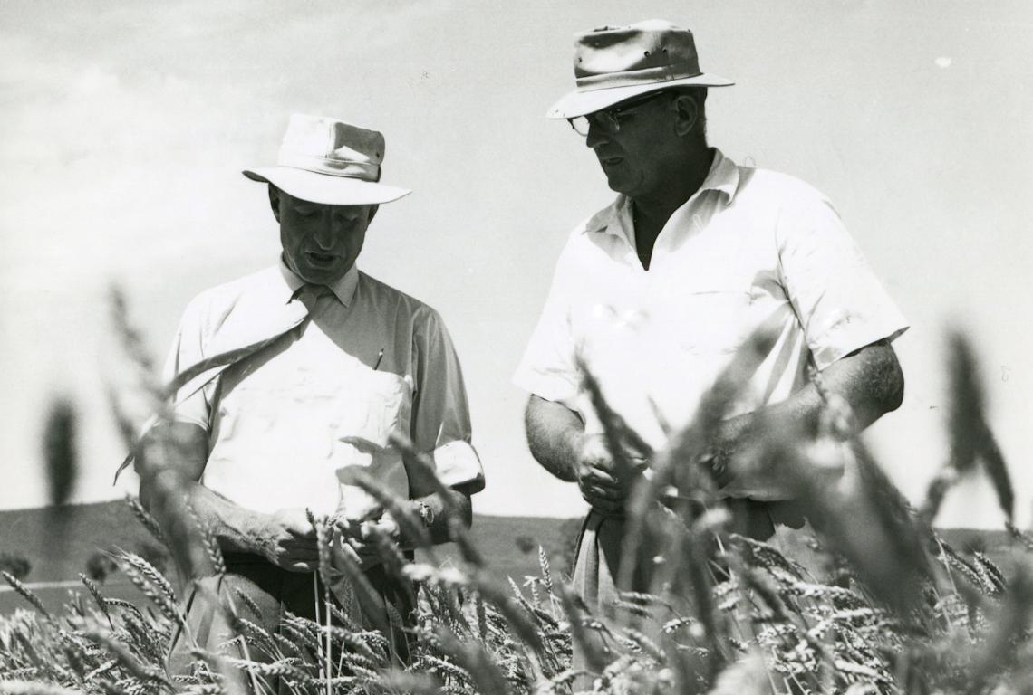Field Wheat Competition Heritage Highlight