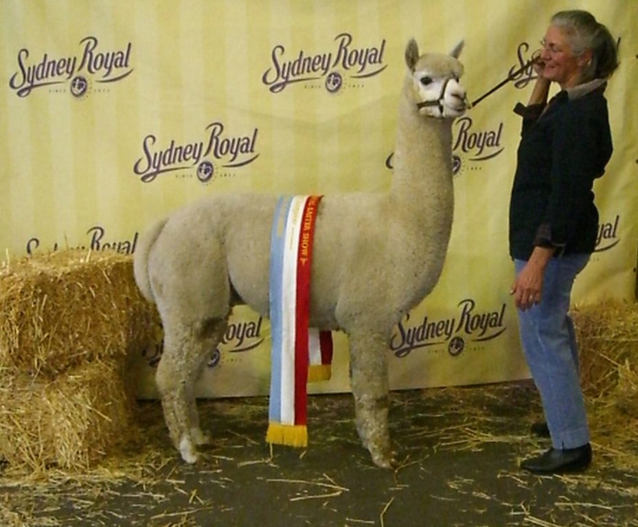 Alpacas Competition History