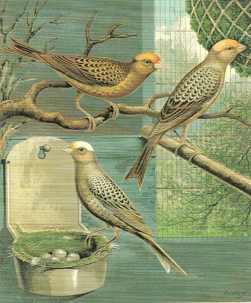 Aviary Birds Competition History