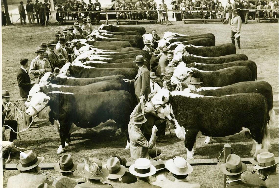 Cattle Hereford Judging 1941 - Photo