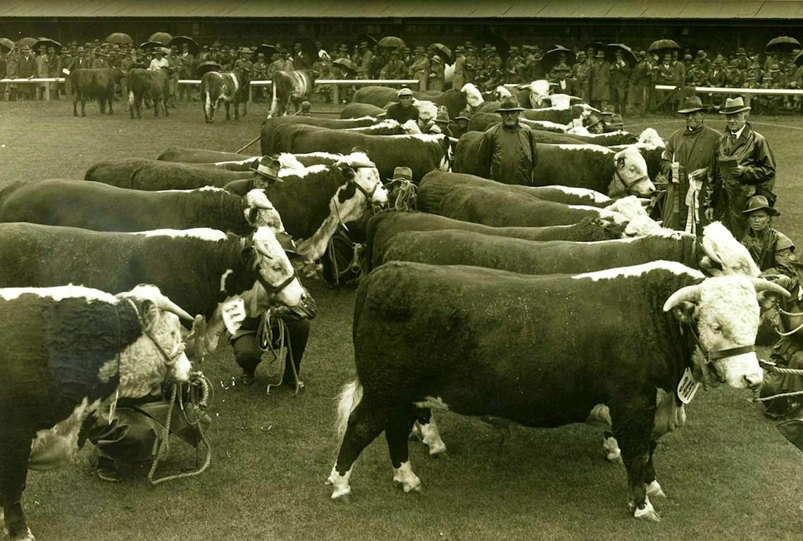 Cattle Hereford Judging - Photo