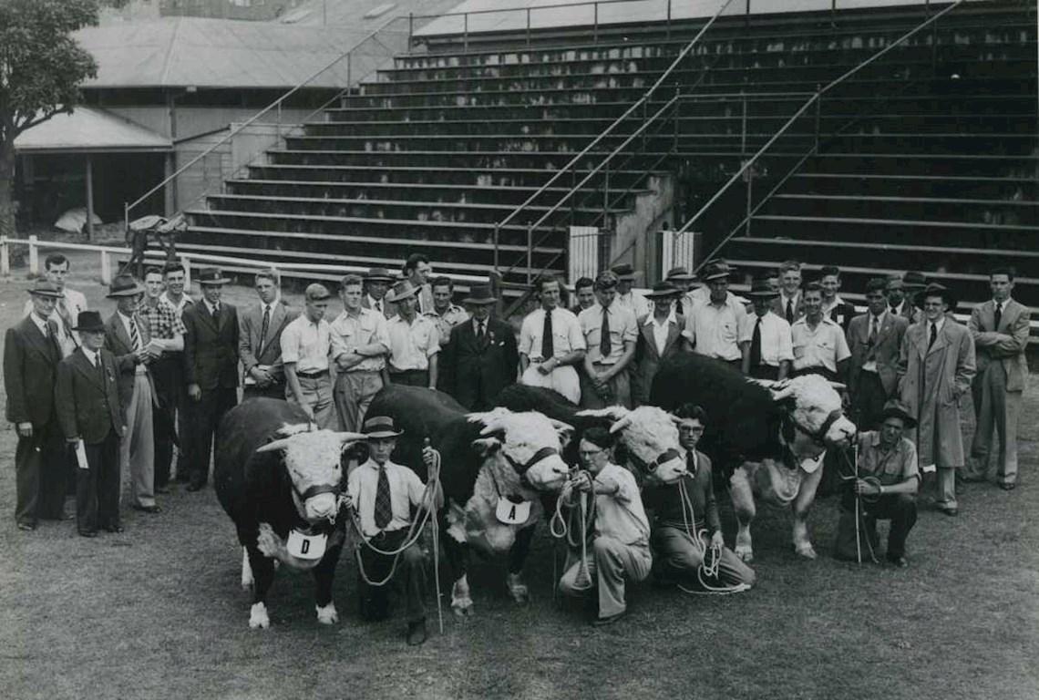 Cattle Herefords 1951 - Photo