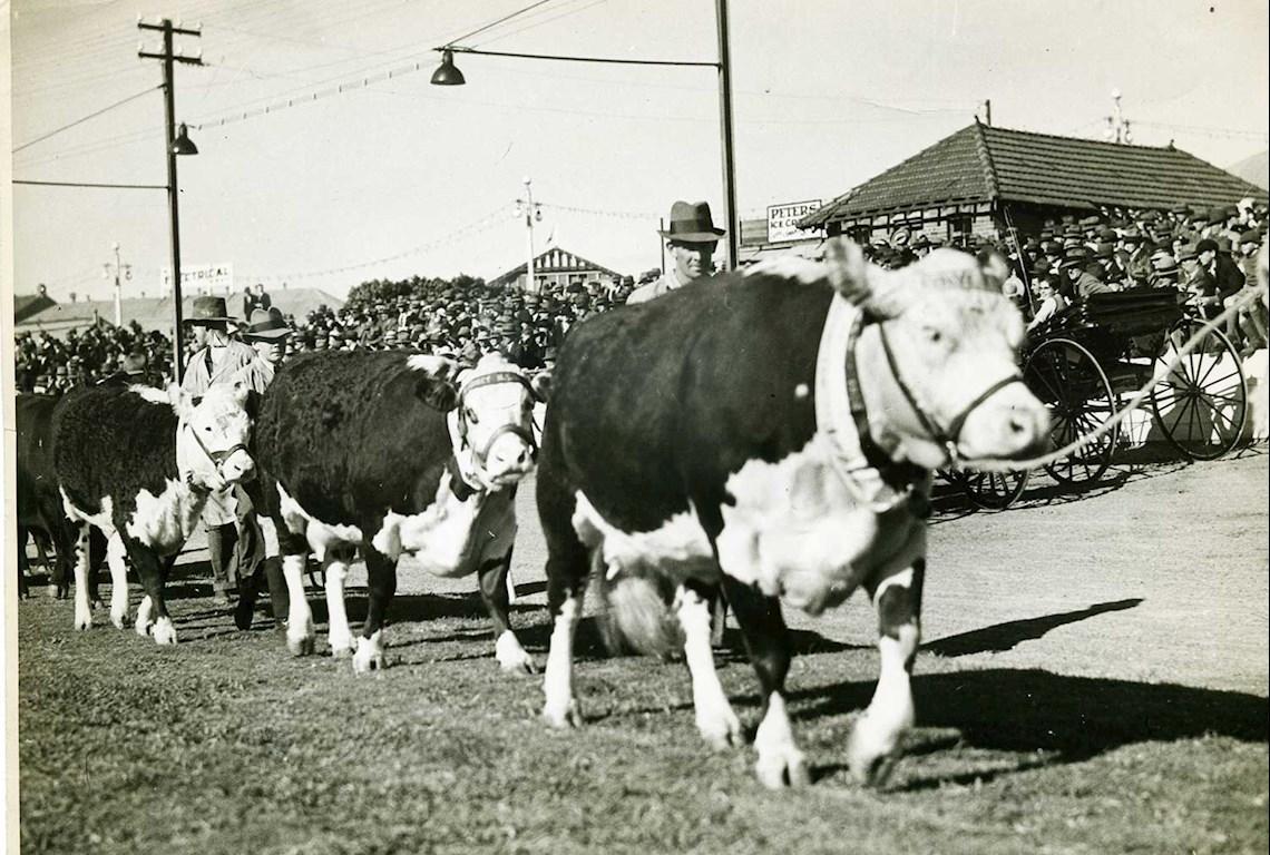 Cattle Poll Herefords - Photo