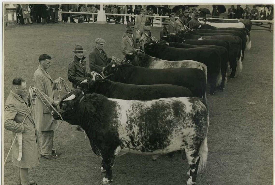 Cattle 1939 - Photo