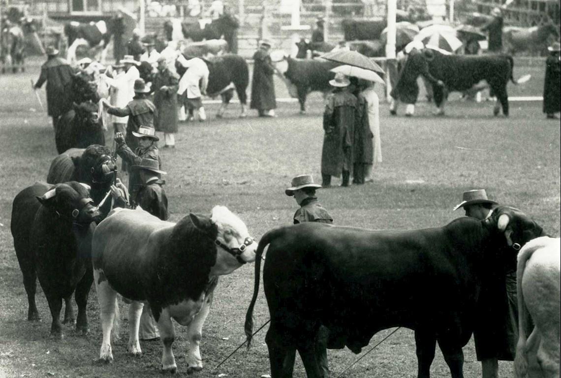 Cattle Judging - Photo