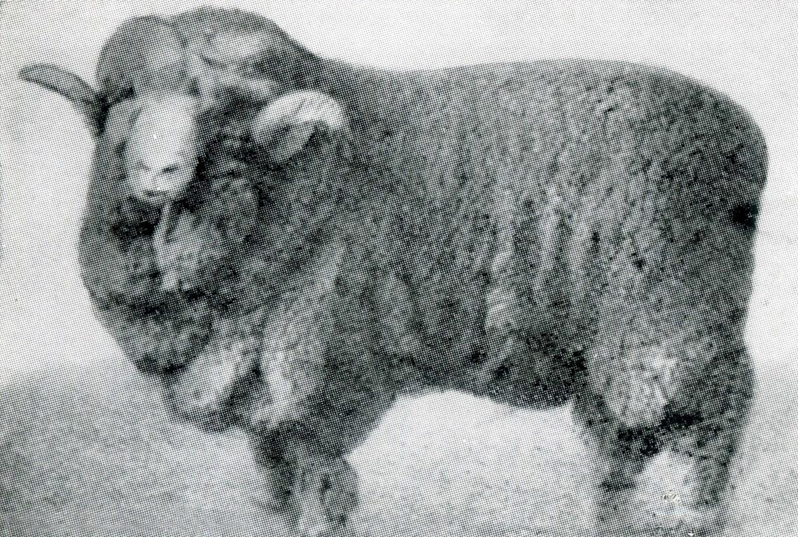 Sheep Champion Merino 1895  - Photo