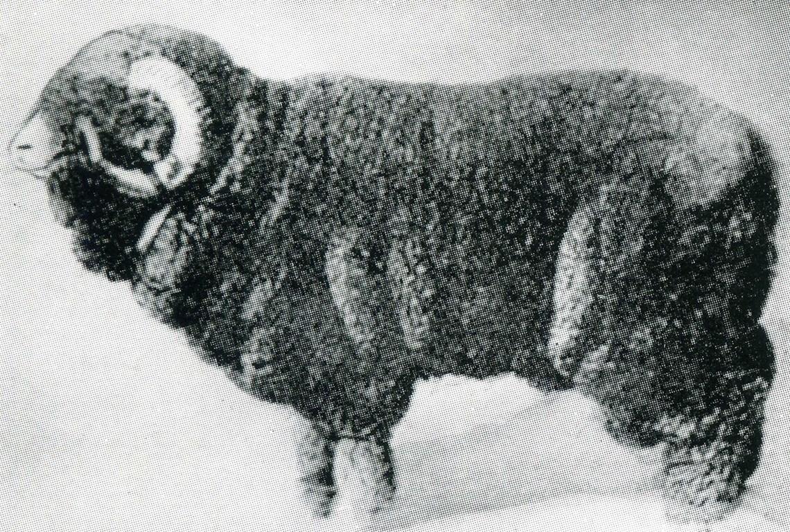 Sheep Champion Merino 1896 - Photo