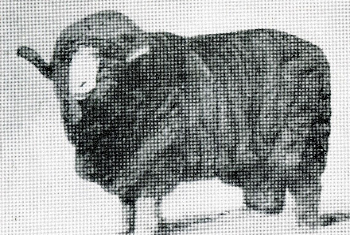 Sheep Champion Merino 1897 - Photo