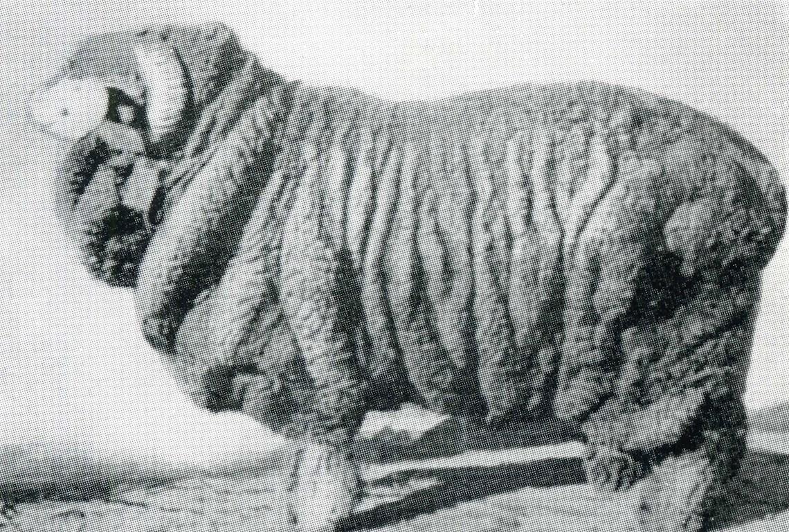 Sheep Champion Merino 1899 - Photo