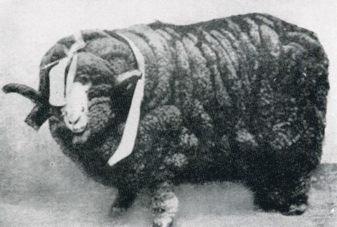 Sheep Champion Merino 1900- Photo