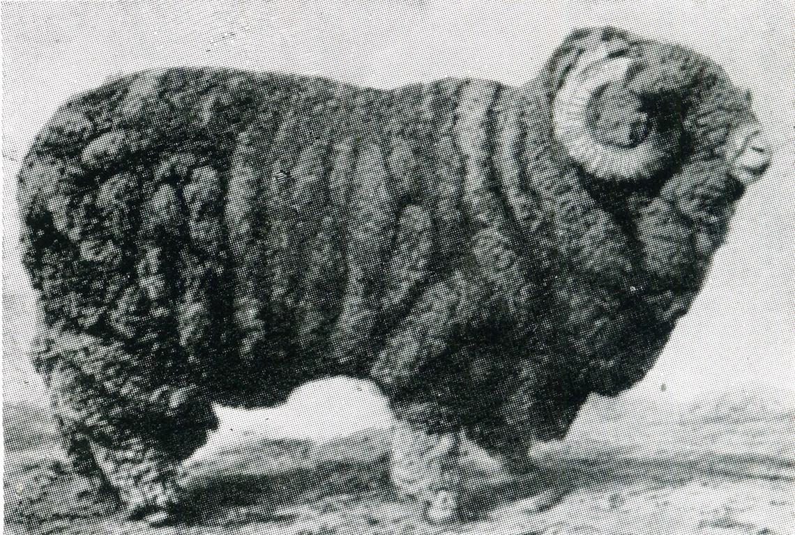Sheep Champion Merino 1901 - Photo