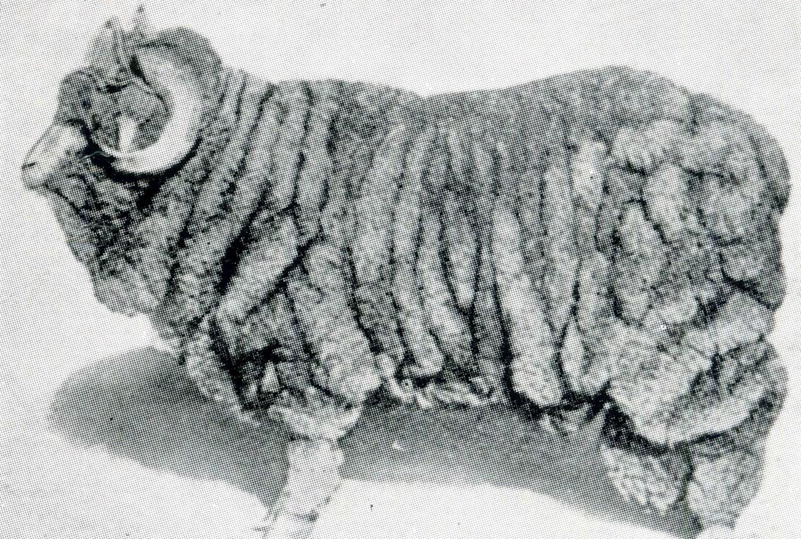 Sheep Champion Merino 1902 - Photo