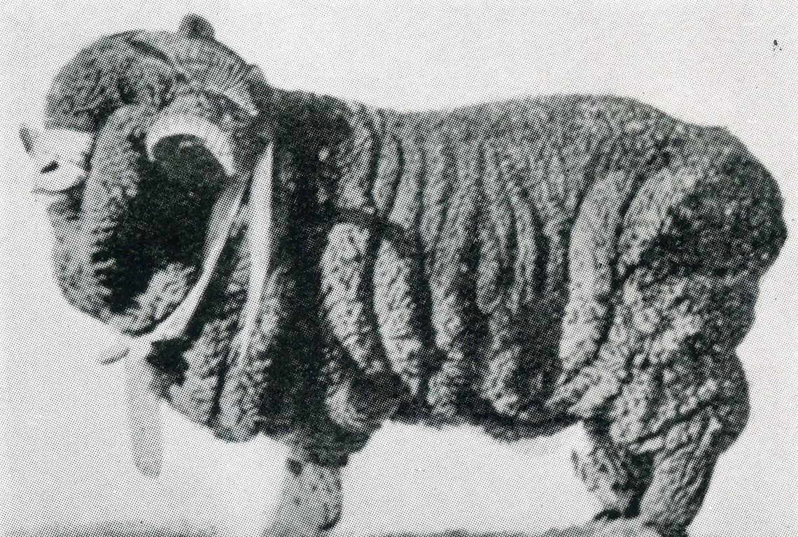 Sheep Champion Merino 1903 - Photo