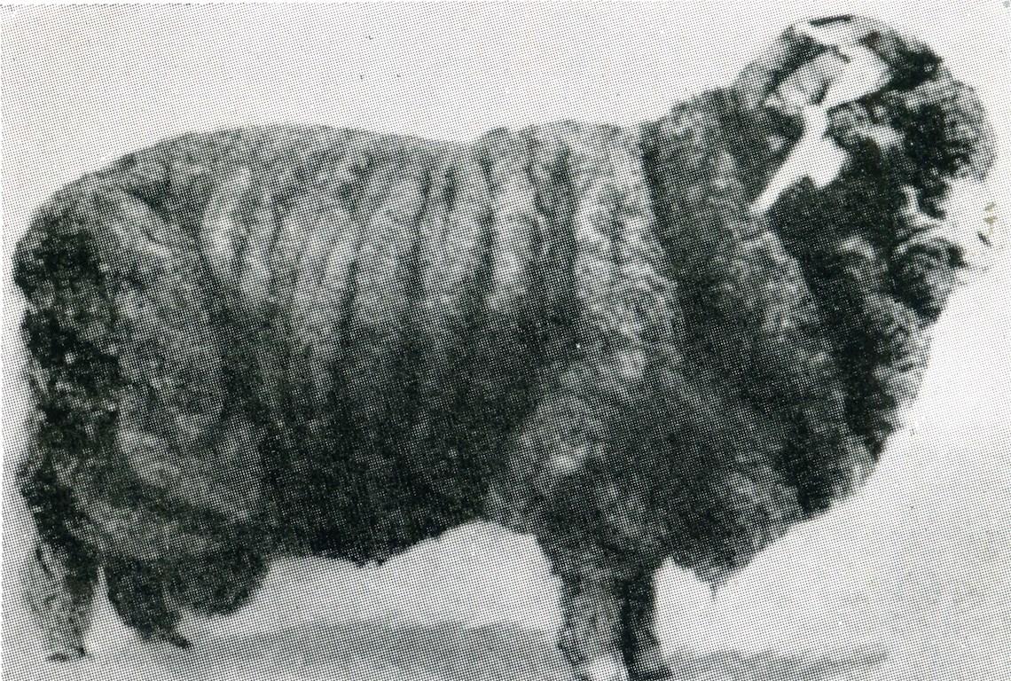 Sheep Champion Merino 1904 - Photo