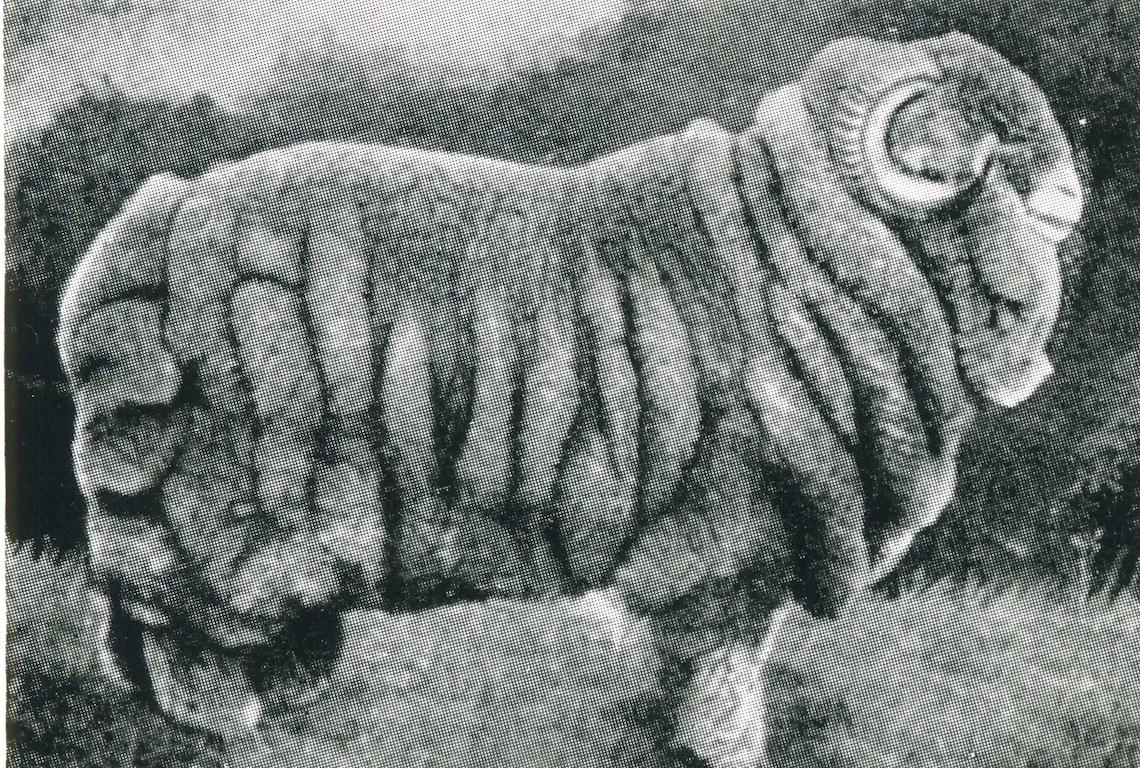 Sheep Champion Merino 1905 - Photo