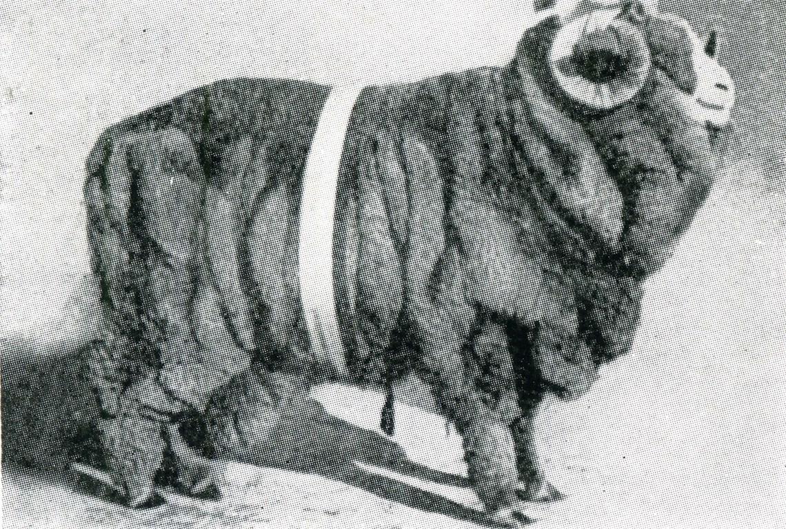 Sheep Champion Merino 1909 - Photo