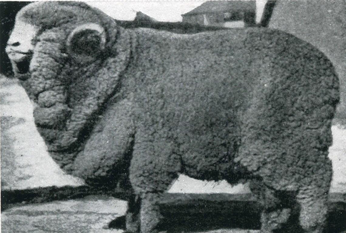 Sheep  Champion Merino 1917 - Photo
