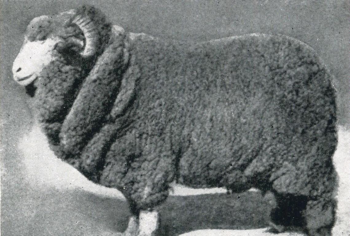 Sheep Champion Merino 1918 - Photo