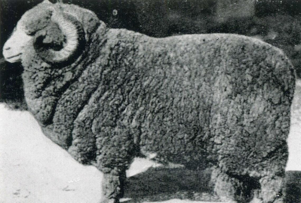 Sheep Champion Merino 1919 - Photo