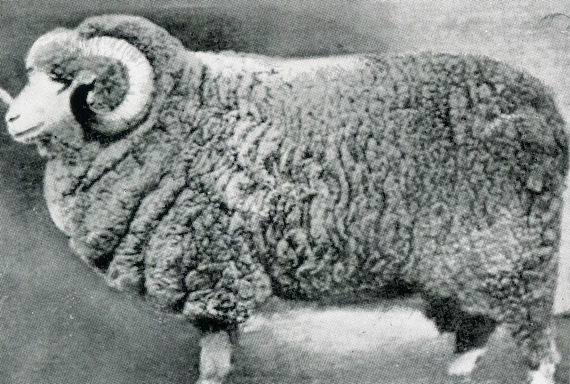 Sheep Champion Merino 1920 - Photo