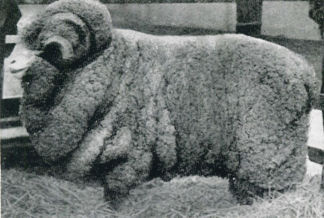 Sheep Champion Merino 1921 - Photo