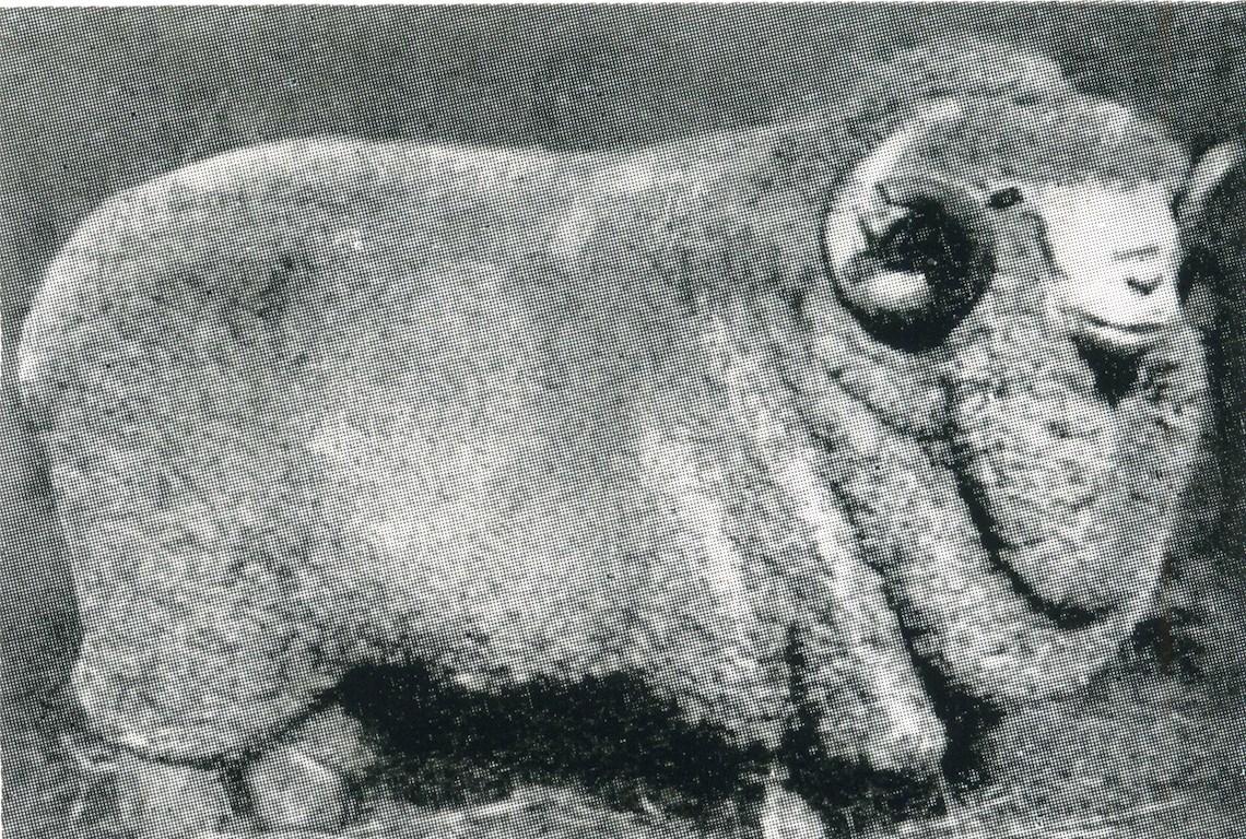 Sheep Champion Merino 1922 - Photo