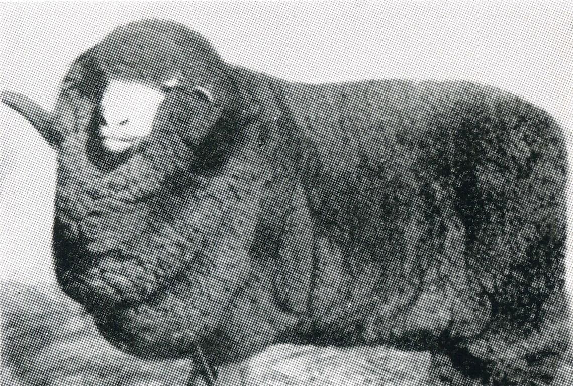 Sheep Champion Merino 1923 - Photo