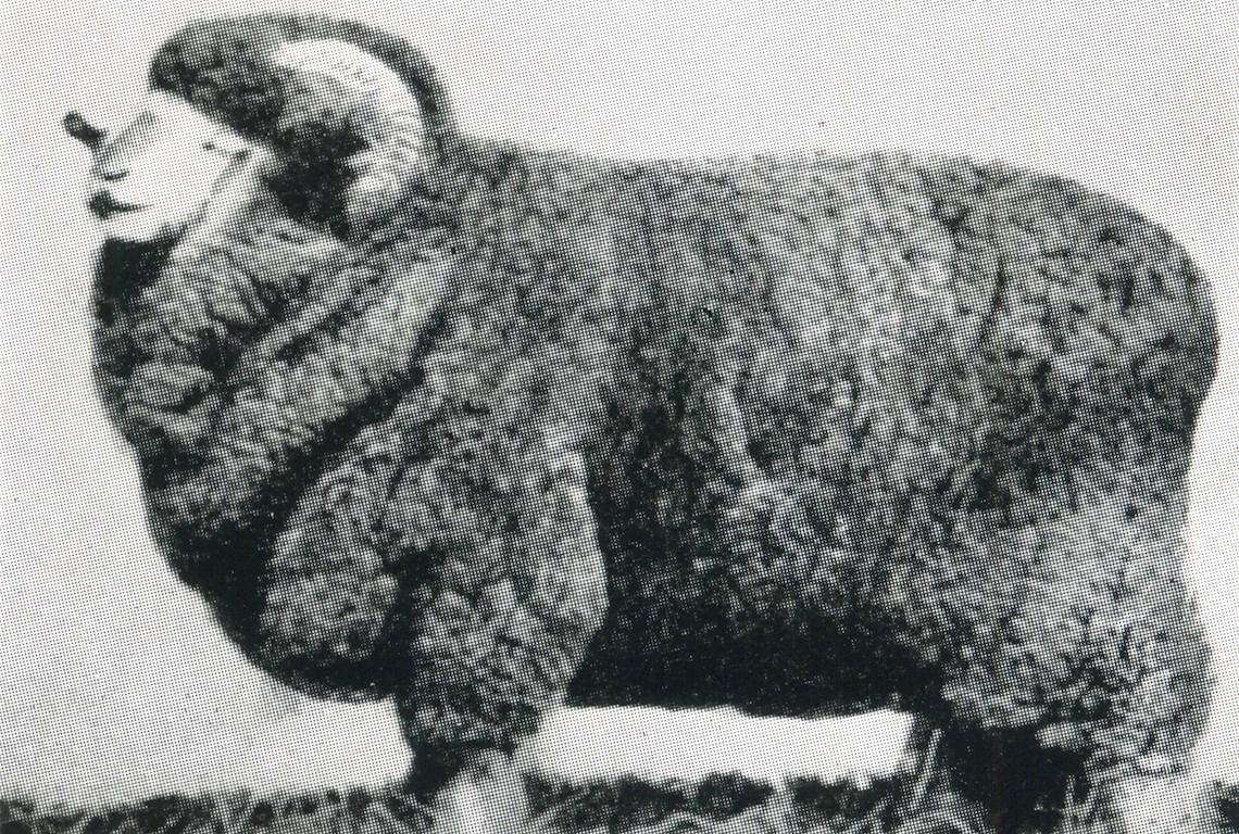 Sheep Champion Merino 1924 - Photo
