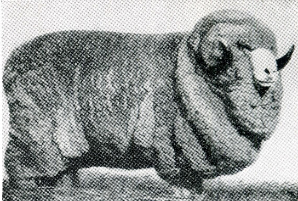 Sheep Champion Merino 1925 - Photo