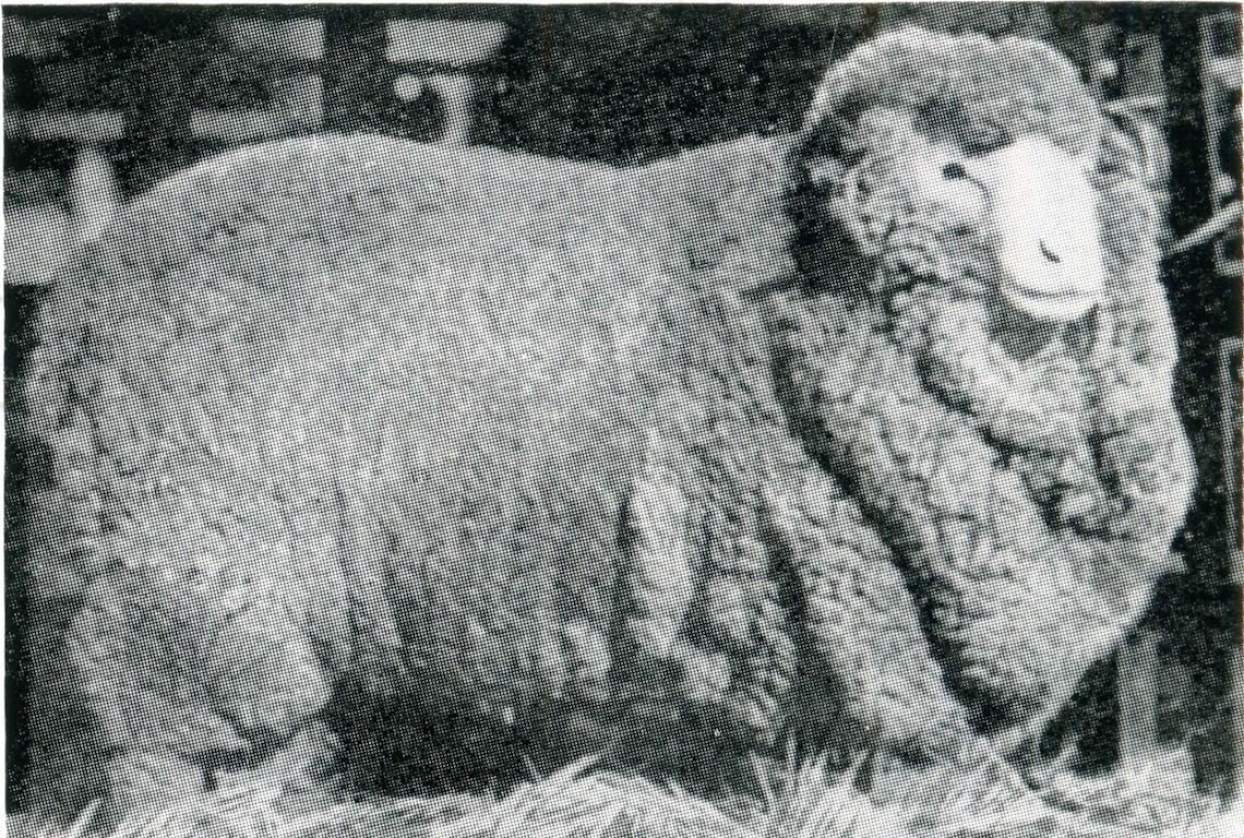 Sheep Champion Merino 1926 - Photo