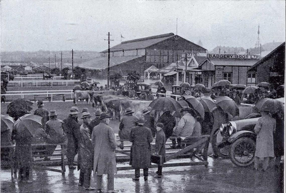 Cattle Guernseys 1927 - Photo