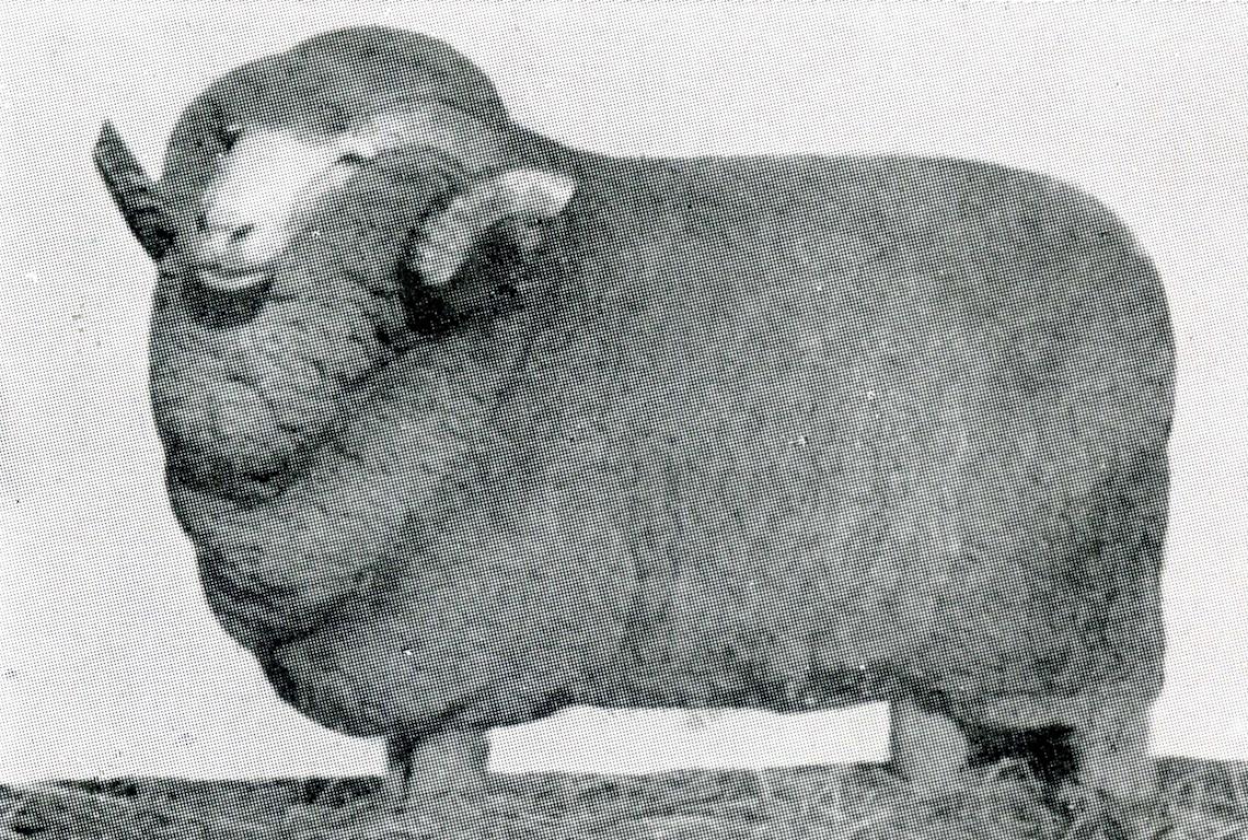Sheep Champion Merino 1927 - Photo