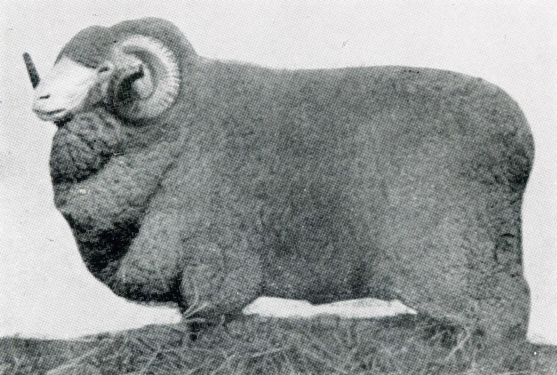 Sheep Champion Merino 1929 - Photo