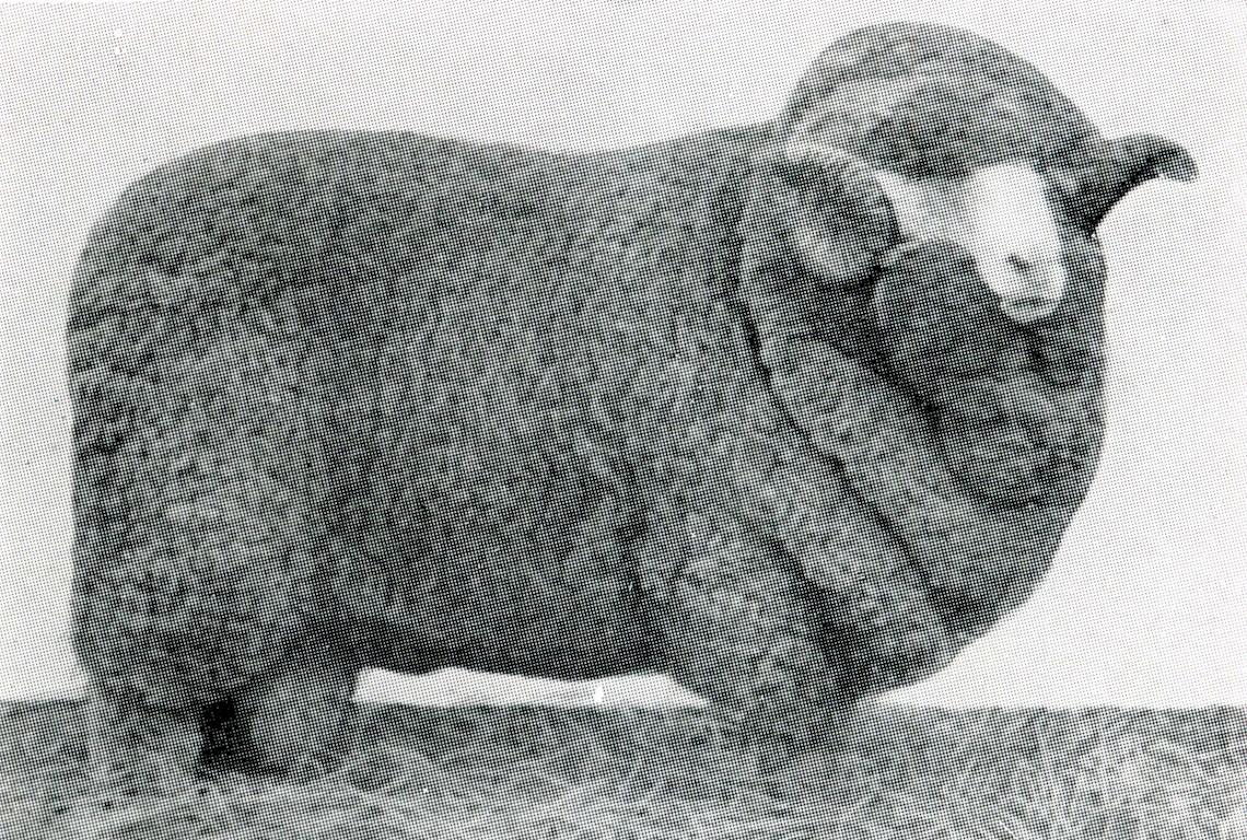 Sheep  Champion Merino 1930 - Photo