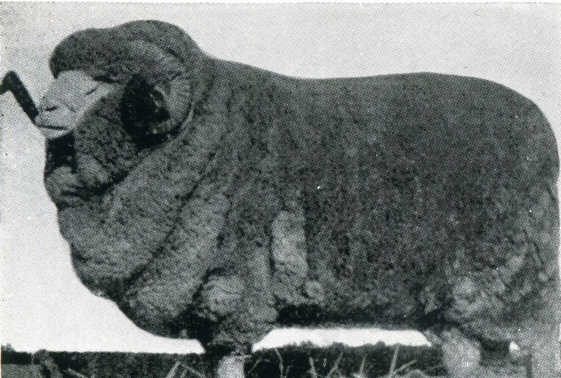 Sheep Champion Merino 1932 - Photo