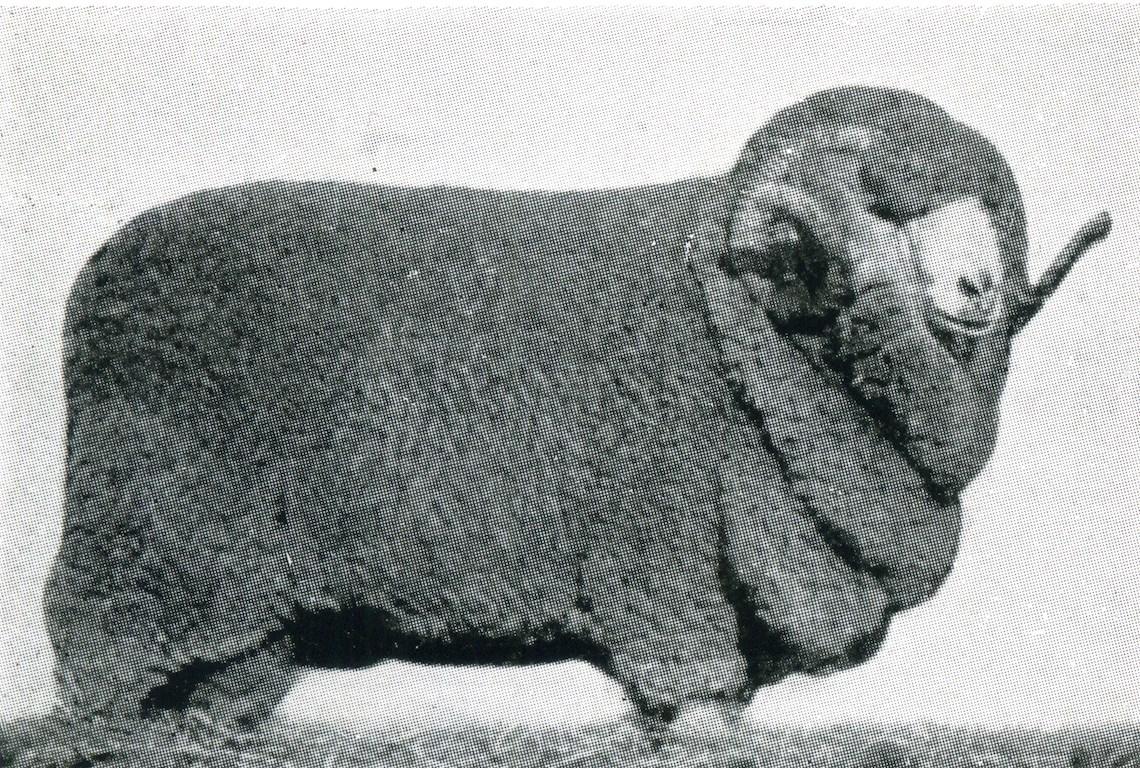 Sheep Champion Merino 1933 - Photo