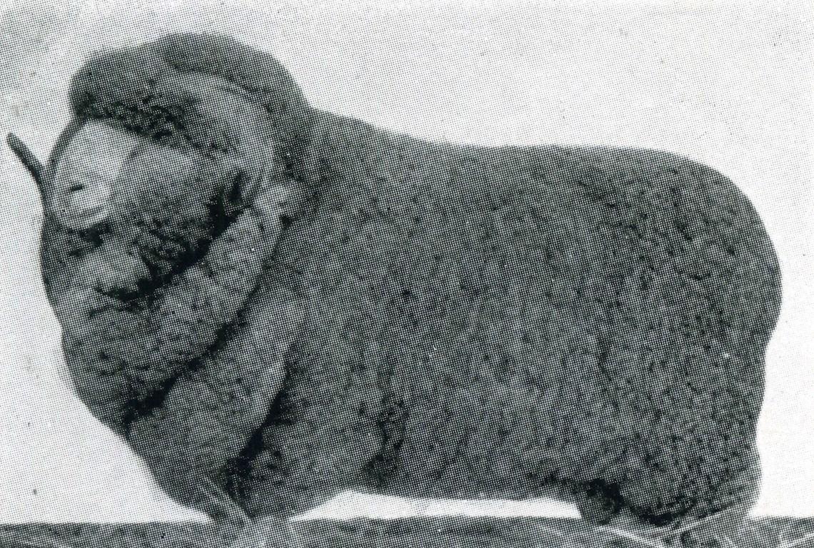 Sheep Champion Merino 1934 - Photo