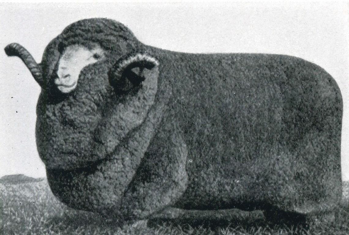 Sheep Champion Merino 1936 - Photo