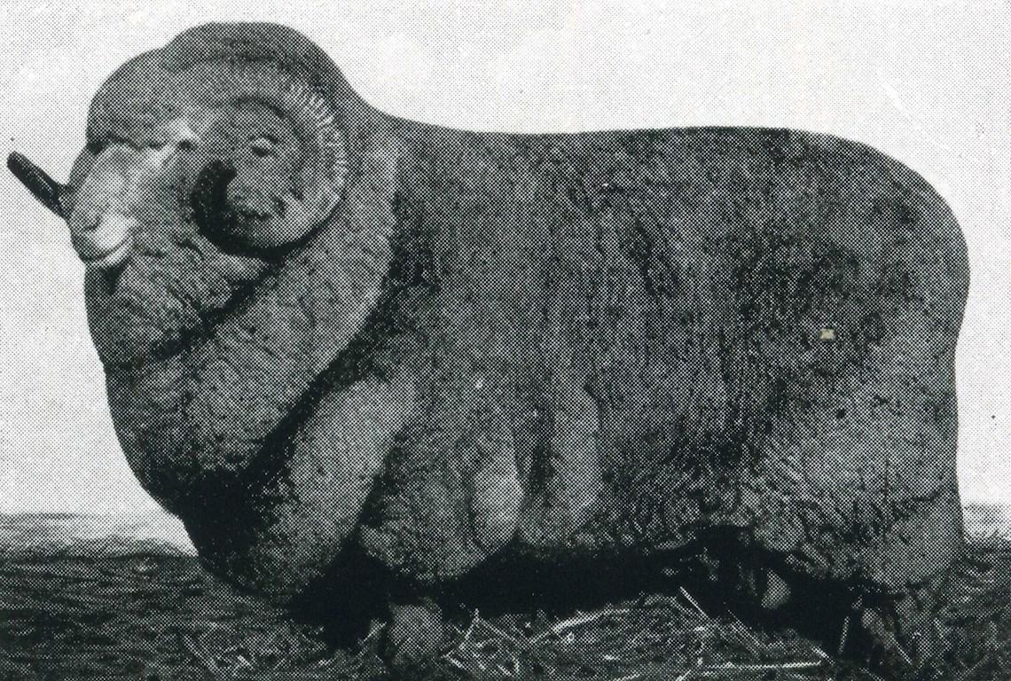 Sheep Champion Merino 1937 - Photo