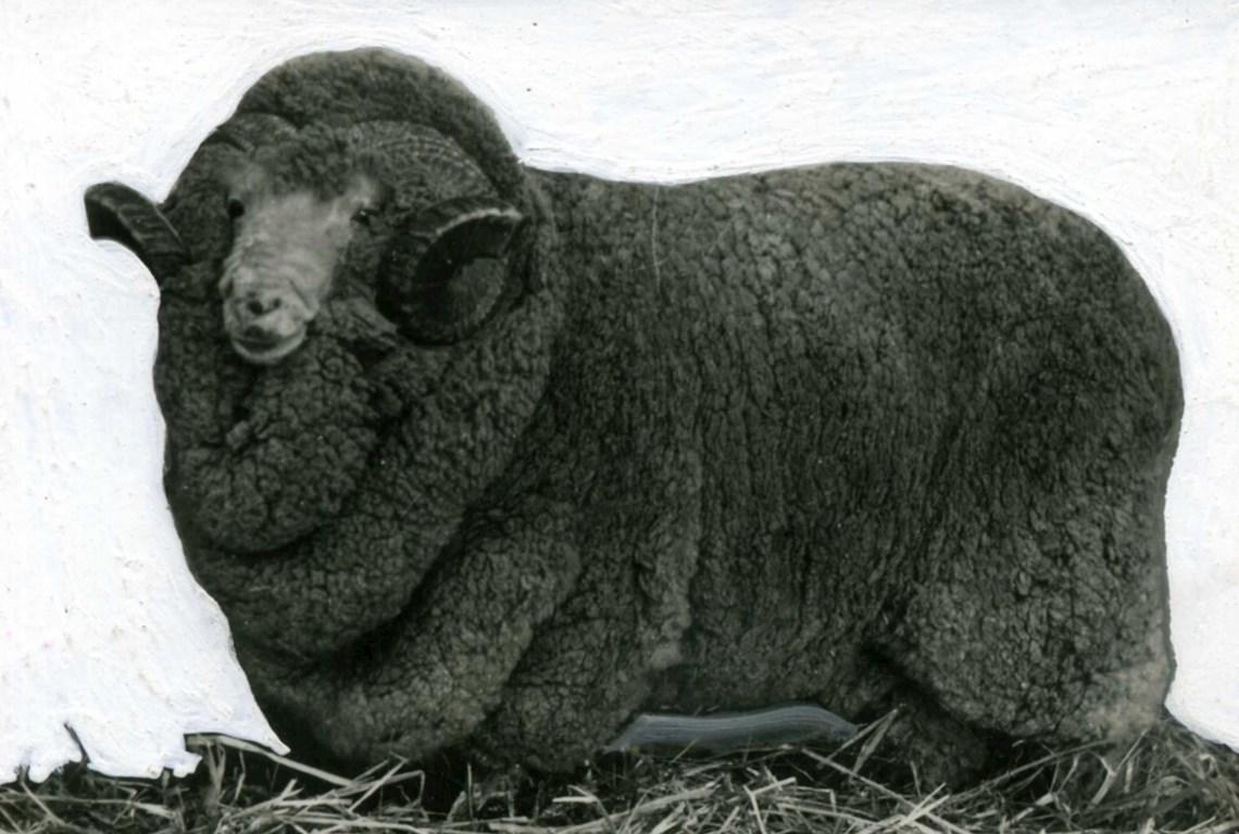 Sheep Champion Merino 1938 - Photo