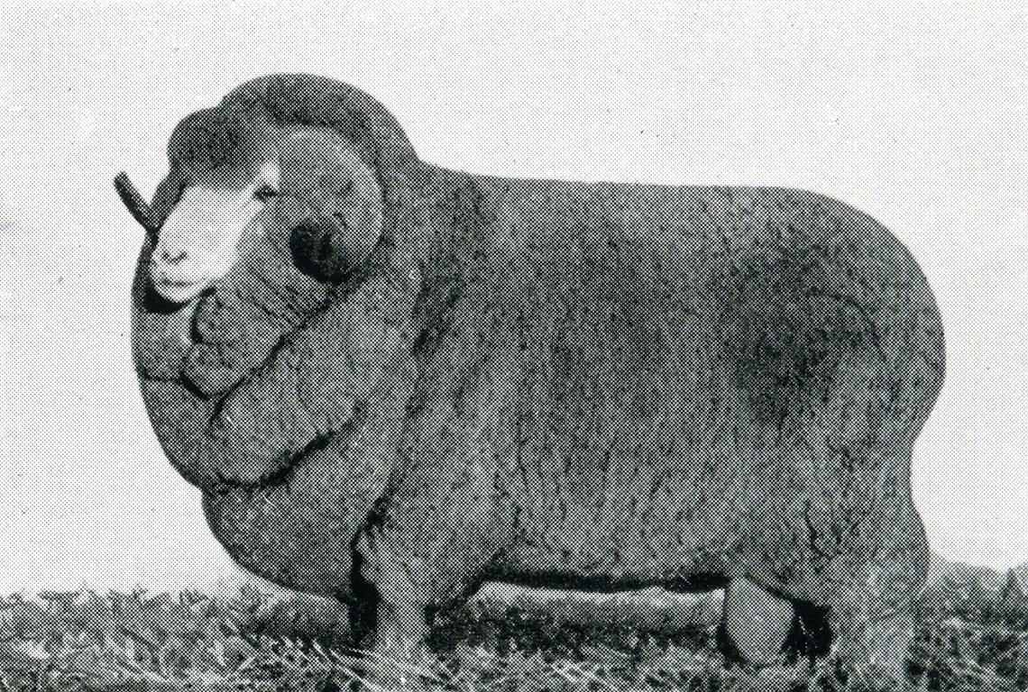 Sheep Champion Merino 1939 - Photo
