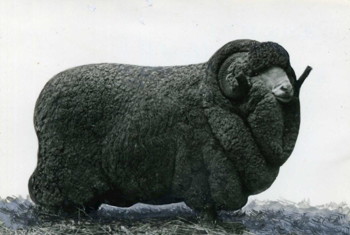 Sheep Champion Merino 1940 - Photo
