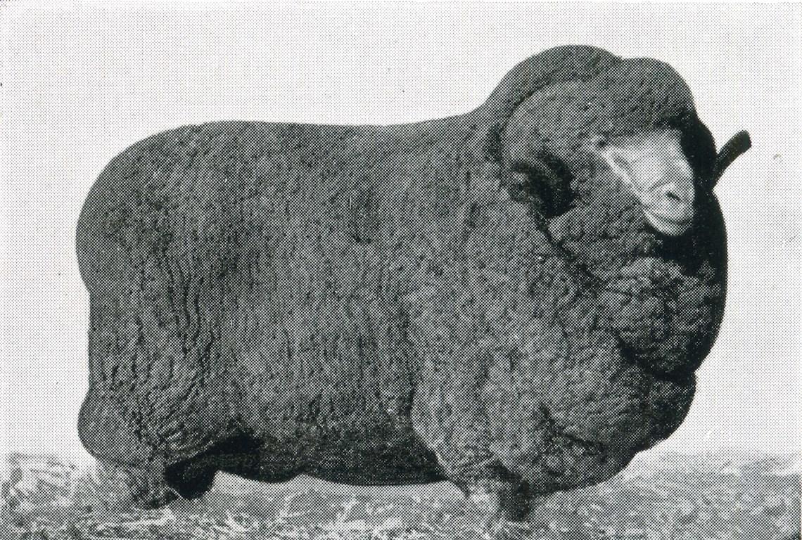 Sheep Champion Merino 1941 - Photo