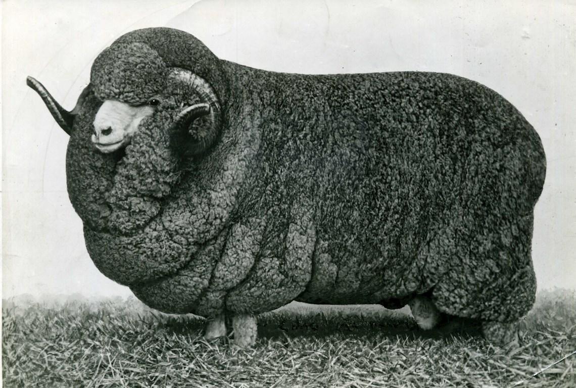 Sheep Champion Merino 1946 - Photo