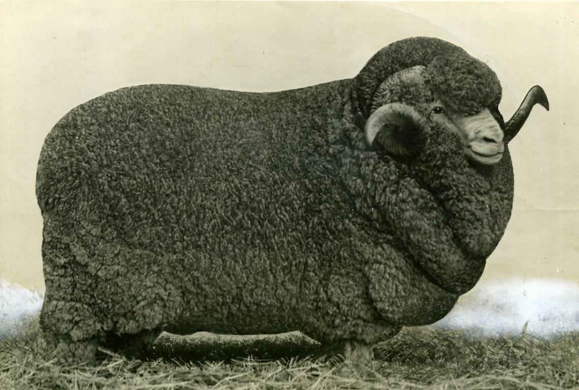 Sheep Champion Merino 1947 - Photo