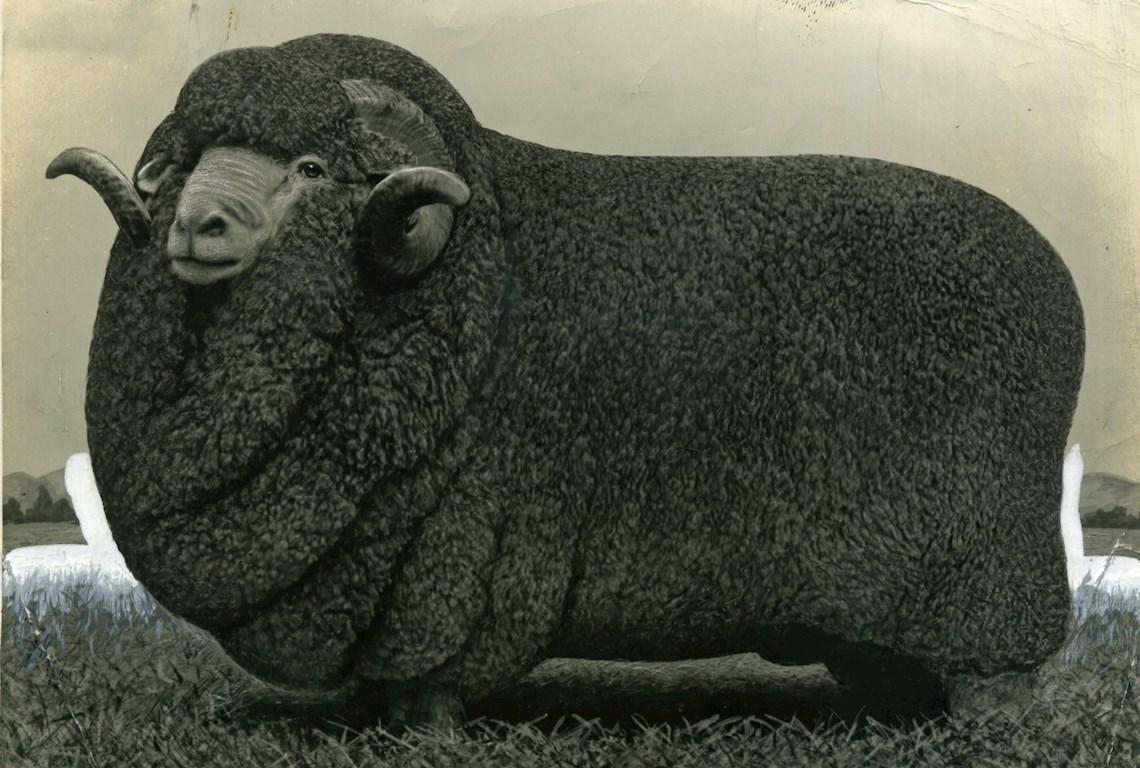 Sheep Champion Merino 1948 - Photo