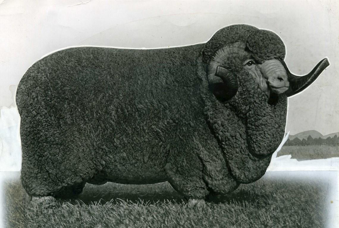 Sheep Champion Merino 1949 - Photo