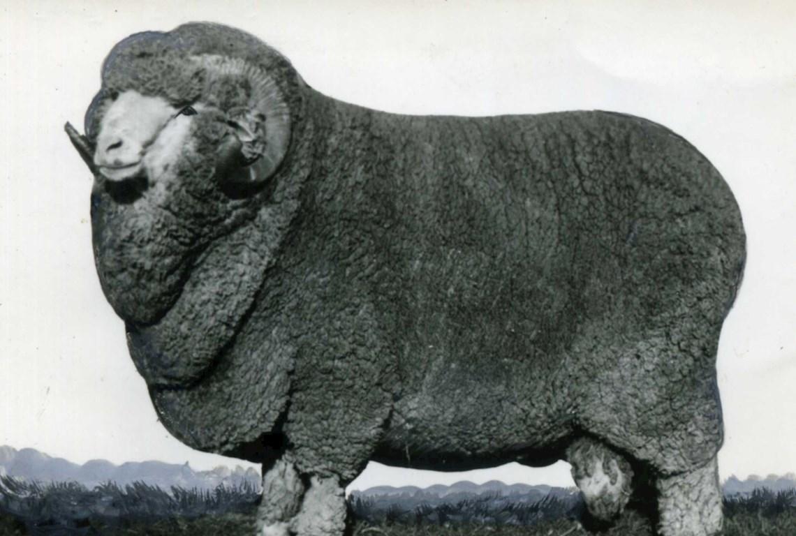 Sheep Champion Merino 1950 - Photo