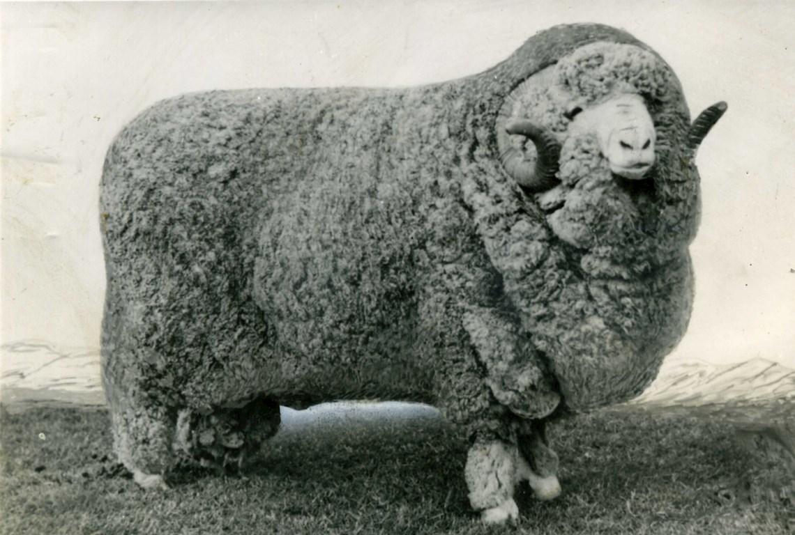 Sheep Champion Merino 1951 - Photo