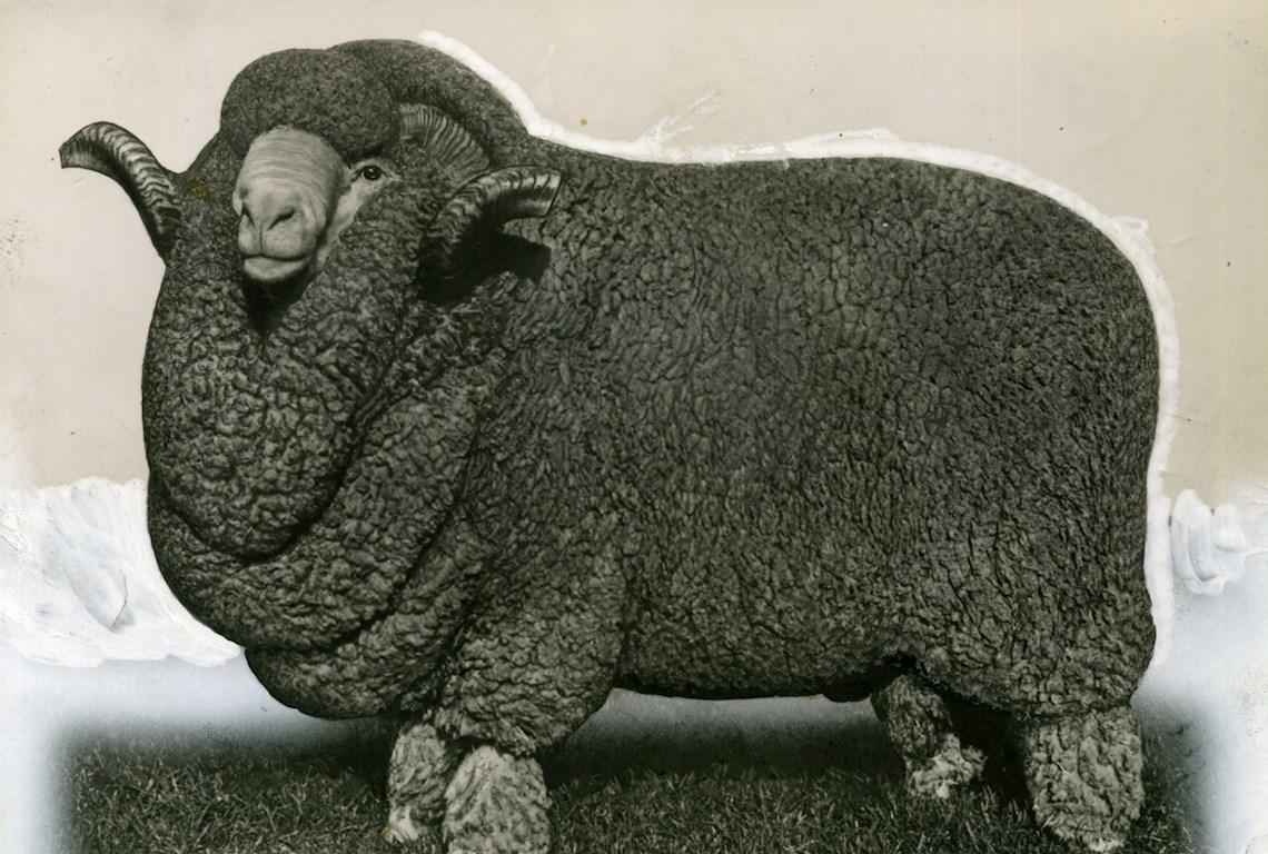Sheep Champion Merino 1952 - Photo